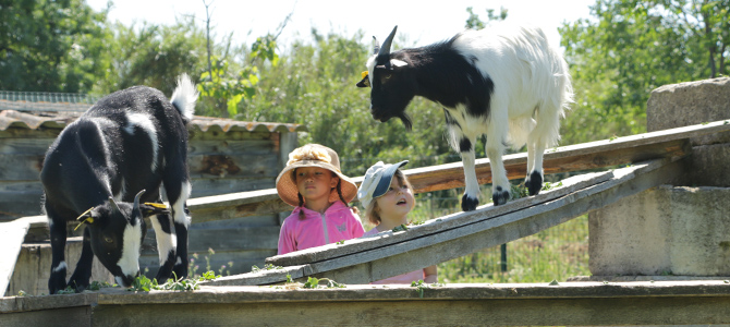 Deux enfants observent deux chèvres manger de l'herbe sur le parcours d'équilibre de leur enclos