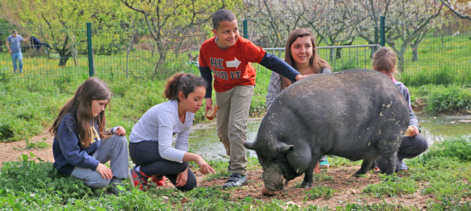 Des enfants accompagné d'un animateur observent et caressent un cochon noir