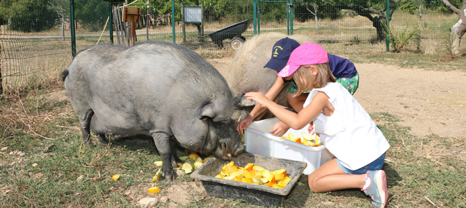 Deux enfants donnent des morceaux de courgettes aux cochons de l'Écolothèque