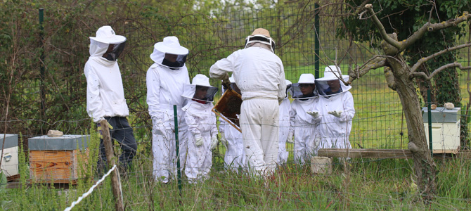 Découverte des ruches de l'Écolothèque avec un groupe d'enfants