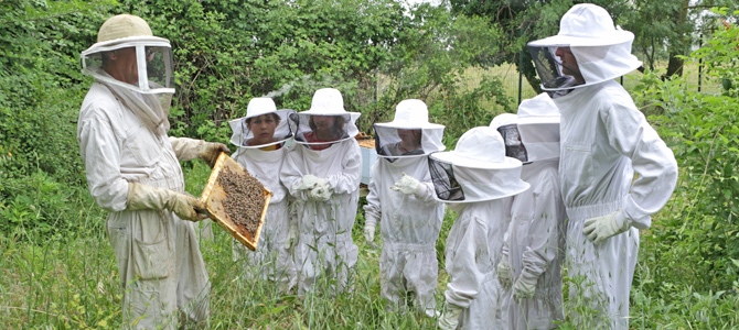 Un groupe d'enfants accomagnés d'animateurs observent des abeilles sur le rayon d'une ruches de l'Écolothèque