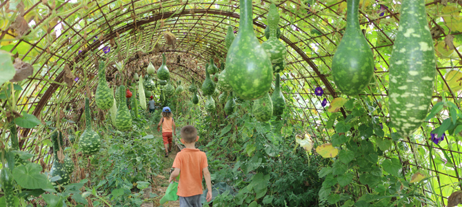 Des enfants marchent dans le tunnel de courges pour observer des cucurbitacées suspendues