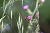 Photo d'une coccinelle posée sur une fleur