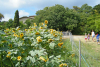 un groupe d'enfant avance vers le bâtiment de l'Écolothèque en passant près de tournesols