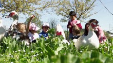 Un groupe d'enfant observe des canards de très près