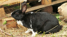 Un lapin qui renifle