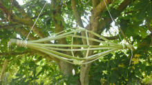 Un yoyo en canne de Provence accroché dans un figuier