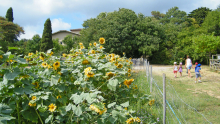 un groupe d'enfant avance vers le bâtiment de l'Écolothèque en passant près de tournesols