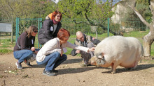 4 personnes s'approchent d'un cochon avec beaucoup de douceur