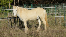 Notre cheval, Galapian