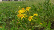 Photo de la fleur jaune d'inule visqueuse