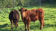 Deux bœufs pâturent dans un pré enherbé 