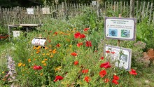 Vue du potager agroécologique