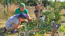 deux enfant et un animateur coupent les gourmands de tomates qui ont poussé sur un jardin en lasagne