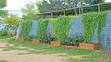 Photo d'un mur de gabion fleuri