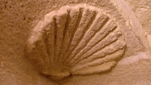 Coquille Saint-Jacques taillée dans un mur de l'Écolothèque