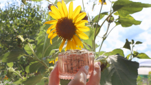 un récipient rempli de garines de tournesol est tenu devant une fleur de tournesol