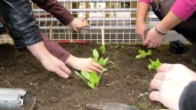 Plantations de salades