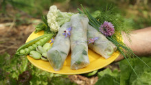 une main tient une assiette jaune dans laquelle 3 rouleaux de printemps sont disposés avec un bouquet d'herbes fraîches, du chou-fleur, des fèves et des petits pois, disposés autour