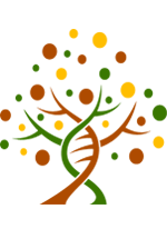 Illustration d'un arbre phylogénétique à partir d'une double hélice d'ADN