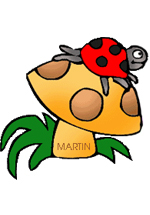 Coccinelle sur un champignon - Auteur : Martin