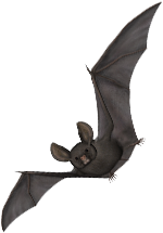 Illustraion d'une chauve-souris en vol