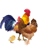 IIlustration d'un coq, d'une poule et d'un poussin