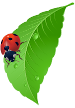 Illustration d'une coccinelle sur une feuille