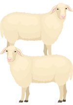 Illustration de deux moutons