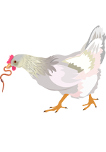 Illustration d'une poule qui tient un ver de terre dans son bec