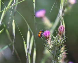 Photo d'une coccinelle posée sur une fleur