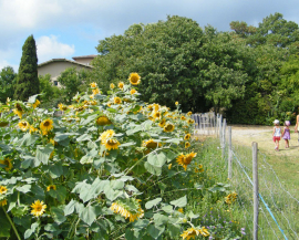 un groupe d'enfant avance vers le bâtiment de l'Écolothèque en passant près de tournesols