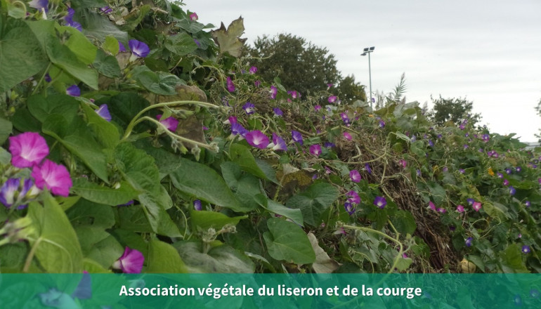 Vue du tunnel de courges recouvert de liserons bleus