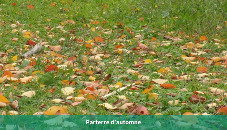 Sol recouvert de feuilles mortes