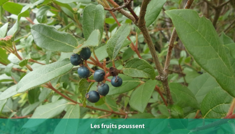 Gros plan sur de petits fruits noirs sauvages