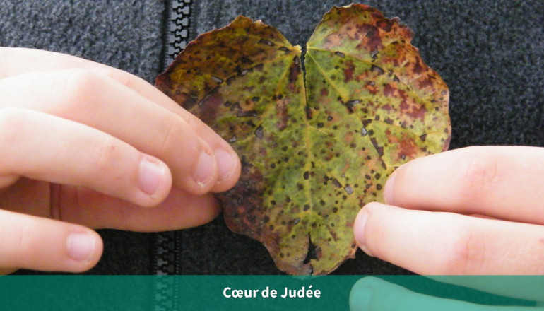 Un enfant tient une feuille d'arbre de Judée qui ressemble à un coeur