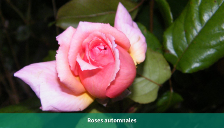 gros plan sur un bouton de rose rose