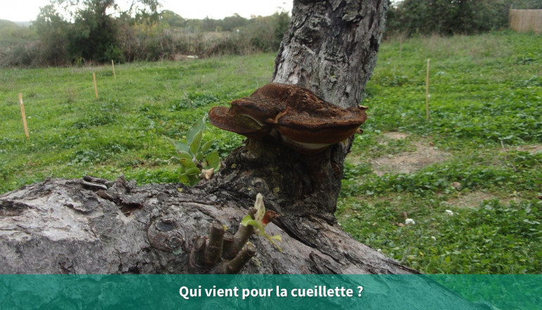 Plan d'un champignon ayant poussé sur un tronc d'arbre