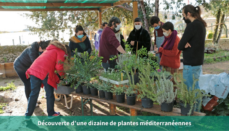 Découverte des plantes méditerranéennes
