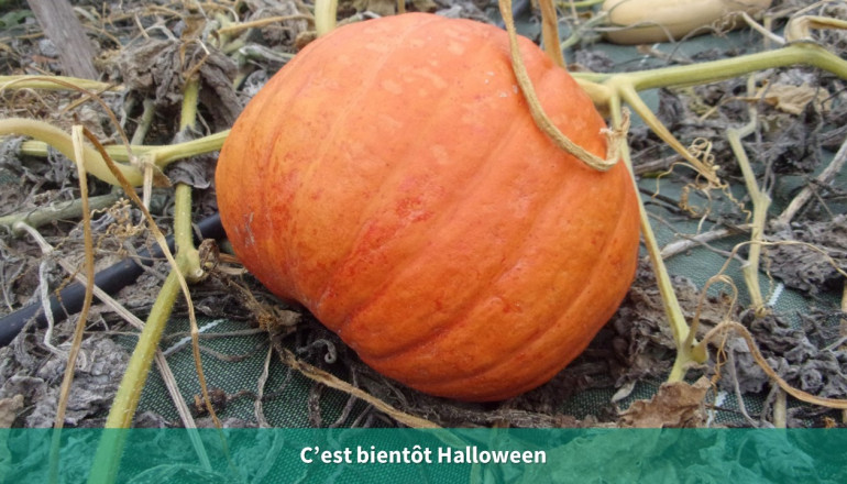 Gros plan sur une courge orange