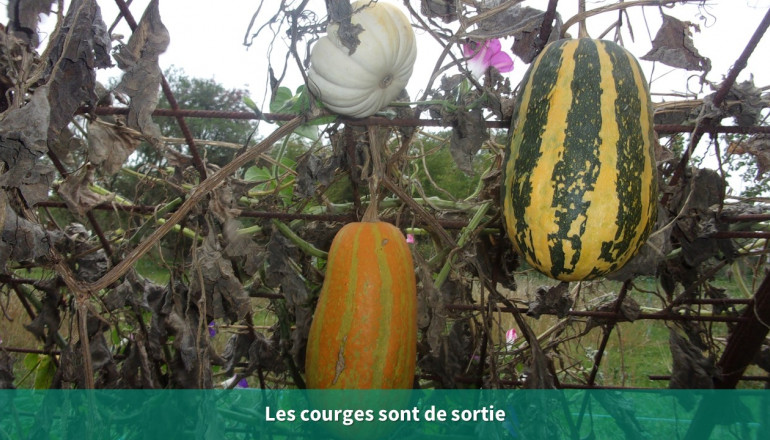 Trois courges différents accrochées au tunnel de courges