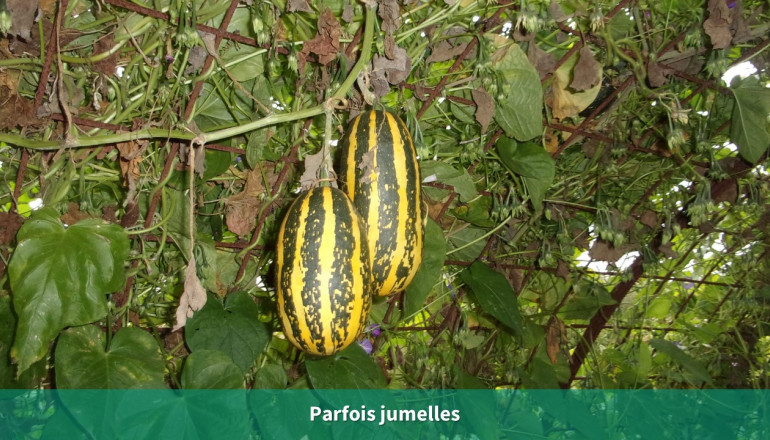 Deux courges vertes rayées de jaunes sont accrochées l'une à côté de l'autre