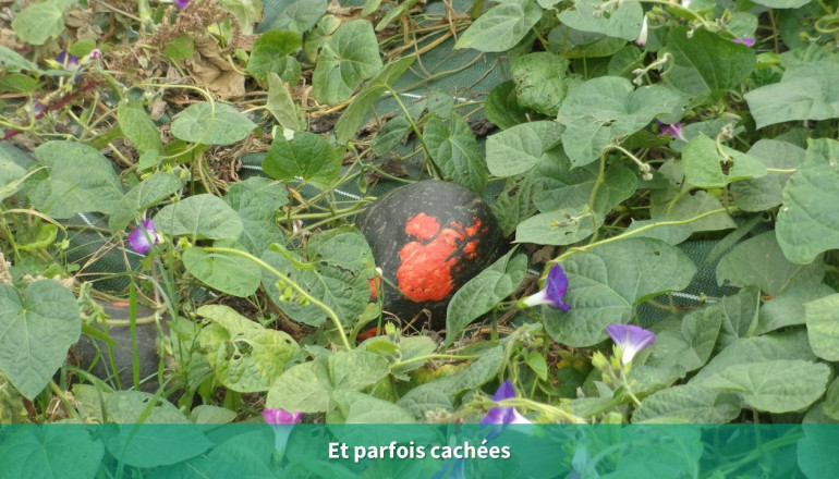 Une courge cachée au sol dans les feuillages