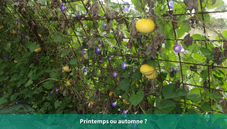 Vue du tunnel de courges avec deux courges jaunes et des liserons bleus