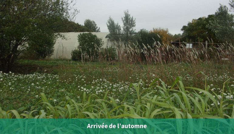 Paysage automnal avec herbes en premier plan, graminés en deuxième plan et la serre au fond