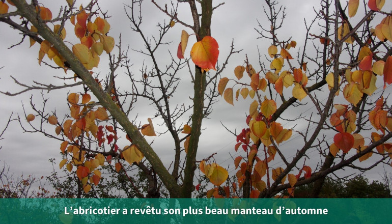 abricotier en gros plan mettant en valeur les feuilles rouge et jaunes de l'arbre