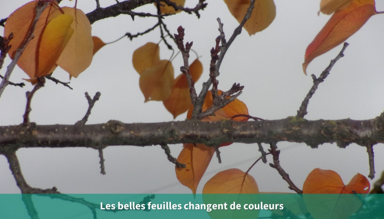 Une branche d'abricotier sur laquelle reste quelques feuilles orange et jaunes