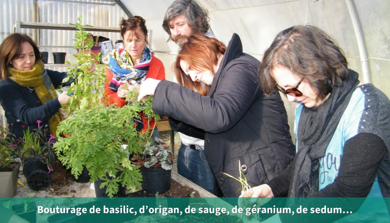 les agents bouturent du basilic, de l'origan, de la sauge, du géranium et du sedum