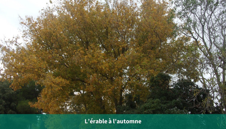 Vue d'un érable aux feuilles jaunes et rousses au milieu de deux chênes verts