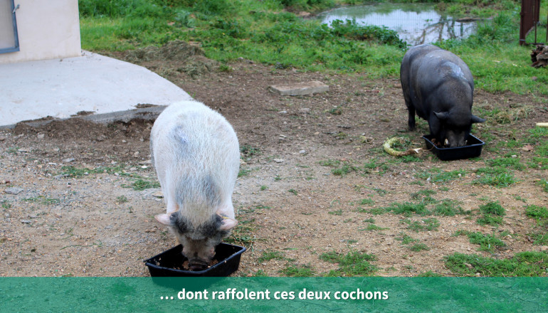 … dont raffolent ces deux cochons